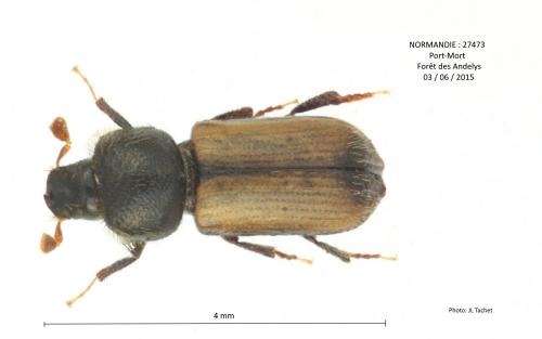 Trypodendron domesticum